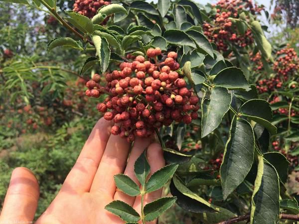 花椒树要怎么嫁接？花椒树的嫁接技术(图1)