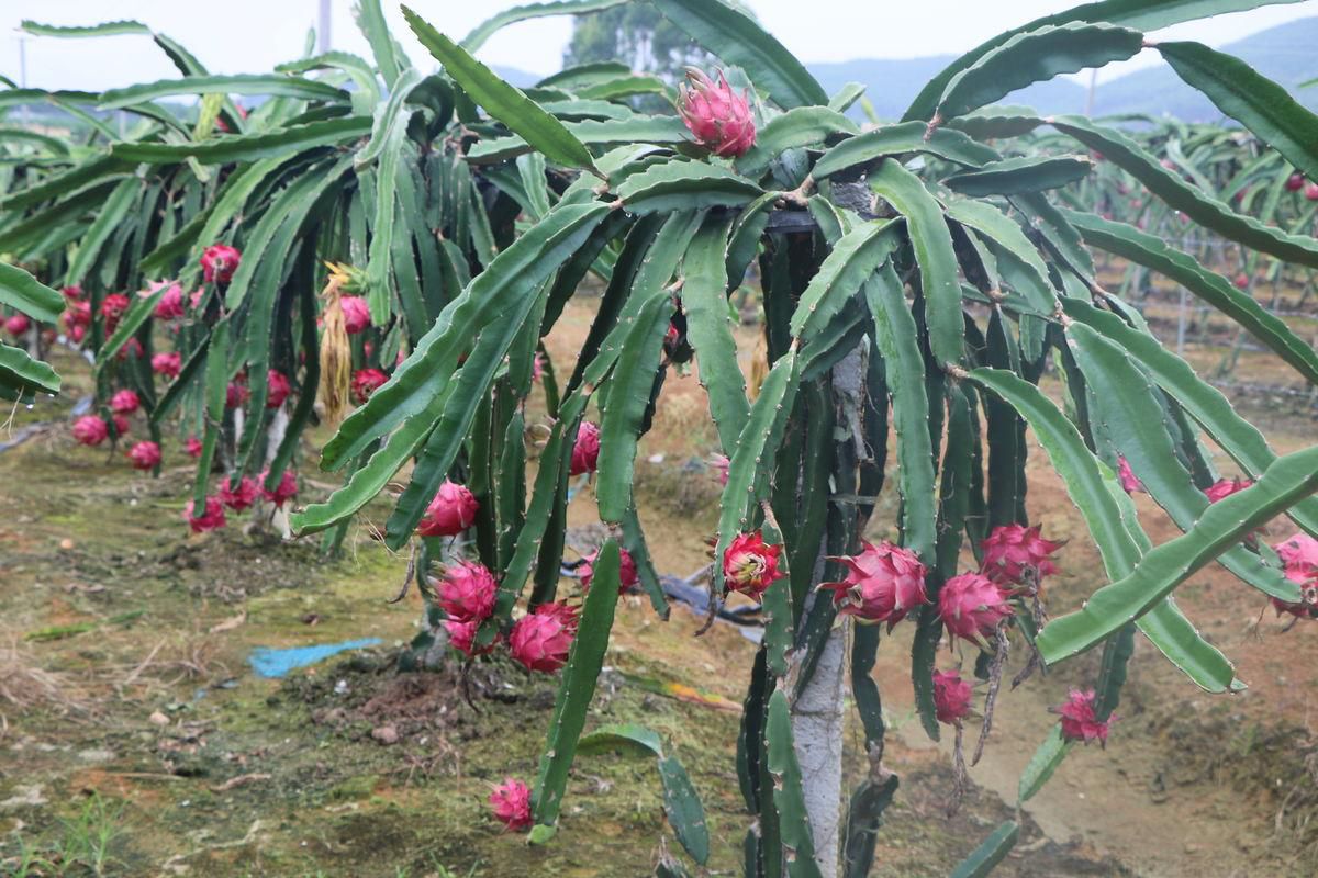 火龙果要在什么时候种最好？火龙果的种植时间和方法(图1)